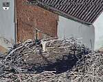 Capi_Dubne_20260814_071004.jpg
