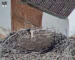 Capi_Dubne_20260814_074503.jpg