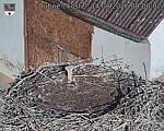 Capi_Dubne_20260814_080002.jpg