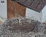 Capi_Dubne_20260814_083003.jpg