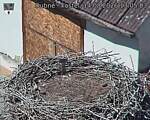 Capi_Dubne_20260814_130503.jpg