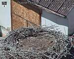 Capi_Dubne_20260814_140003.jpg