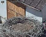 Capi_Dubne_20260814_142002.jpg