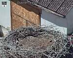 Capi_Dubne_20260814_142504.jpg