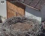 Capi_Dubne_20260814_143004.jpg