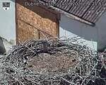 Capi_Dubne_20260814_143504.jpg