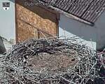 Capi_Dubne_20260814_144002.jpg