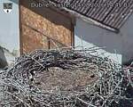 Capi_Dubne_20260814_144503.jpg