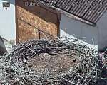 Capi_Dubne_20260814_145504.jpg