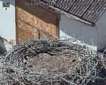 Capi_Dubne_20260814_150002.jpg
