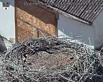 Capi_Dubne_20260814_150503.jpg