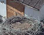 Capi_Dubne_20260814_152003.jpg