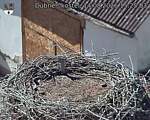 Capi_Dubne_20260814_152503.jpg