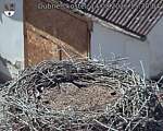 Capi_Dubne_20260814_153004.jpg