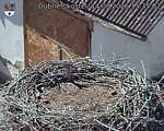 Capi_Dubne_20260814_153502.jpg