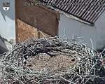 Capi_Dubne_20260814_154003.jpg
