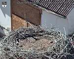 Capi_Dubne_20260814_154503.jpg