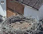 Capi_Dubne_20260814_155003.jpg