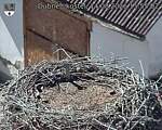 Capi_Dubne_20260814_155502.jpg
