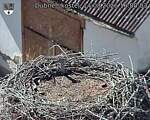 Capi_Dubne_20260814_160003.jpg