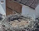 Capi_Dubne_20260814_160503.jpg