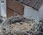 Capi_Dubne_20260814_161003.jpg