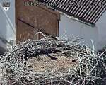 Capi_Dubne_20260814_161502.jpg