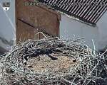 Capi_Dubne_20260814_162003.jpg