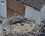 Capi_Dubne_20260814_162502.jpg