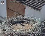 Capi_Dubne_20260814_164003.jpg