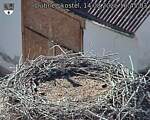Capi_Dubne_20260814_164503.jpg
