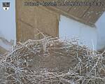 Capi_Dubne_20260814_200002.jpg