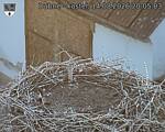 Capi_Dubne_20260814_200504.jpg