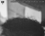 Capi_Dubne_20260814_211504.jpg