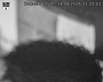 Capi_Dubne_20260814_212002.jpg