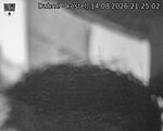 Capi_Dubne_20260814_212502.jpg