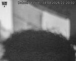 Capi_Dubne_20260814_222002.jpg