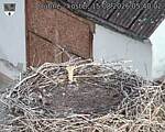 Capi_Dubne_20260815_054002.jpg