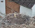 Capi_Dubne_20260815_055503.jpg