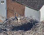 Capi_Dubne_20260815_065504.jpg