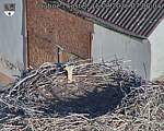 Capi_Dubne_20260815_070004.jpg