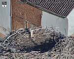 Capi_Dubne_20260815_071004.jpg