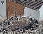Capi_Dubne_20260815_073504.jpg