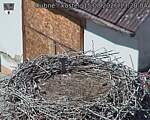 Capi_Dubne_20260815_132004.jpg
