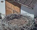 Capi_Dubne_20260815_143502.jpg