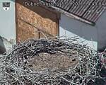 Capi_Dubne_20260815_144004.jpg