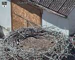 Capi_Dubne_20260815_144503.jpg