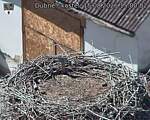 Capi_Dubne_20260815_150002.jpg