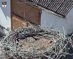 Capi_Dubne_20260815_155004.jpg