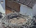 Capi_Dubne_20260815_155502.jpg